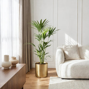 Livraison plante Palmier Kentia – Lot de 2 – Pot 21 cm – Hauteur 120 - 130 cm