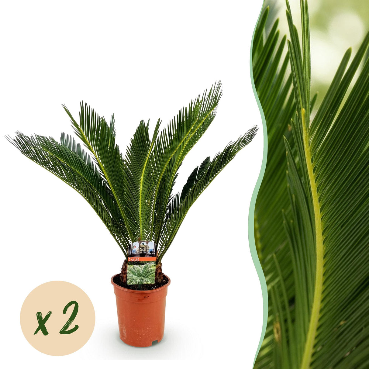 Livraison plante Palmier sago Cycas revoluta – Lot de 2 – Pot 17 cm
