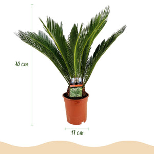Livraison plante Palmier sago Cycas revoluta – Lot de 2 – Pot 17 cm