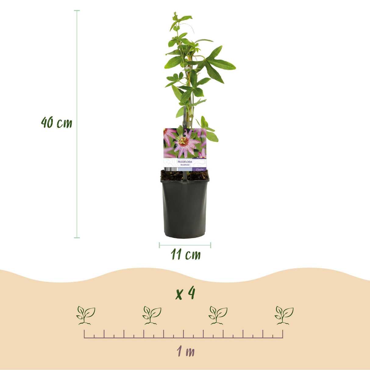 Livraison plante Passiflore Anastasia – Lot de 2 – Pot 11 cm – Hauteur 40 cm