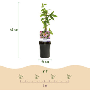 Livraison plante Passiflore Anastasia – Lot de 2 – Pot 11 cm – Hauteur 40 cm
