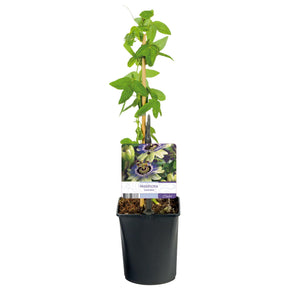 Livraison plante Passiflore caerulea – Lot de 2 – Pot 11 cm – Hauteur 40 cm