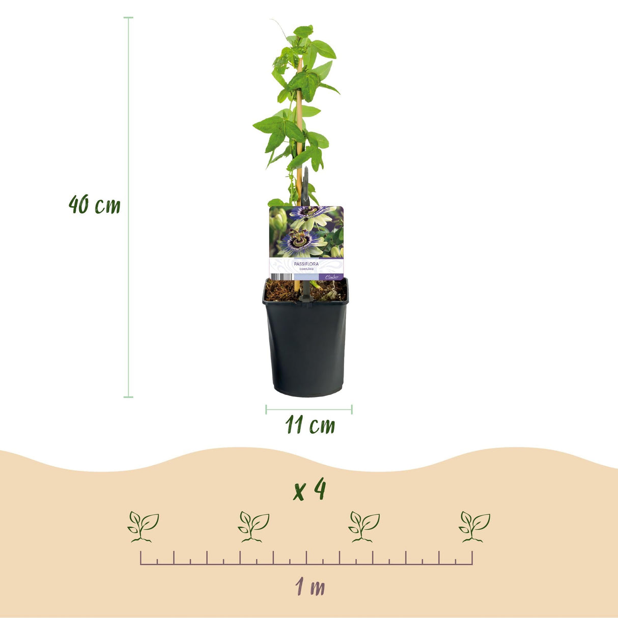 Livraison plante Passiflore caerulea – Lot de 2 – Pot 11 cm – Hauteur 40 cm