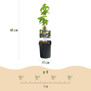 Livraison plante Passiflore caerulea – Lot de 2 – Pot 11 cm – Hauteur 40 cm