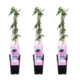 Livraison plante Passiflore 'Purple Haze' lot de 3 - ↨65cm - Ø15 - plante fleurie grimpante