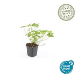 Livraison plante Pelargonium Tiny Monster