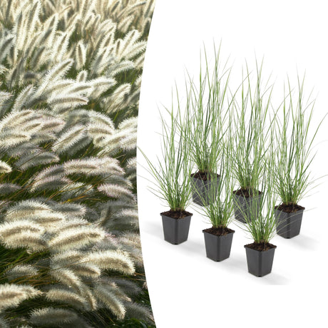 Livraison plante Pennisetum alopecuroides 'Hameln'