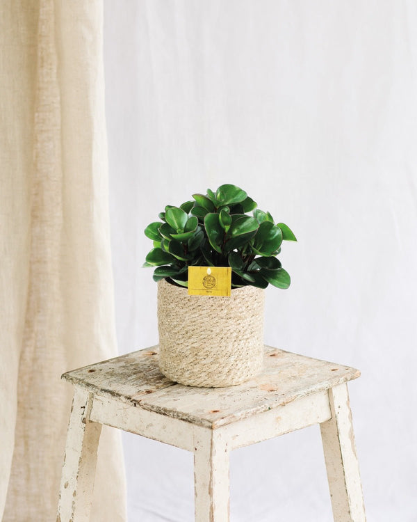 Livraison plante Peperomia Burning Bush
