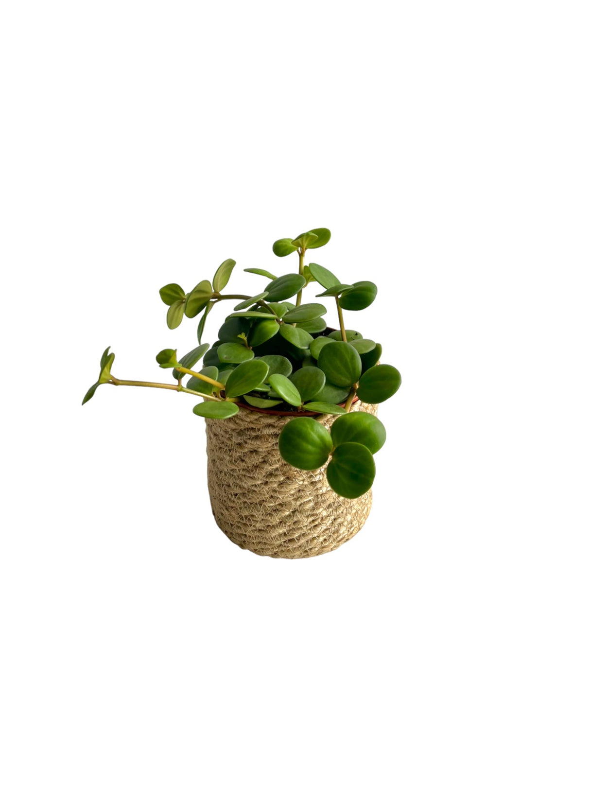 Livraison plante Peperomia Hope