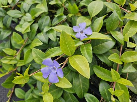 Livraison plante Pervenche La Grave