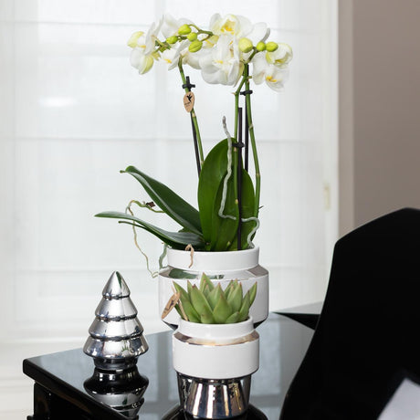 Livraison plante Phalaenopsis amabilis avec pot argenté Le Chic