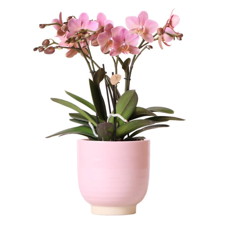 Livraison plante Phalaenopsis rose Jewel Treviso en pot rose glacé