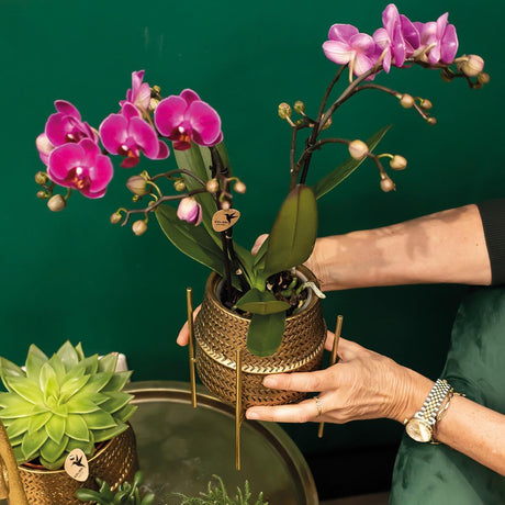 Livraison plante Phalaenopsis rose Trévise en pot doré Groove