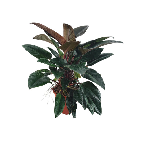 Livraison plante Philodendron Congo Red