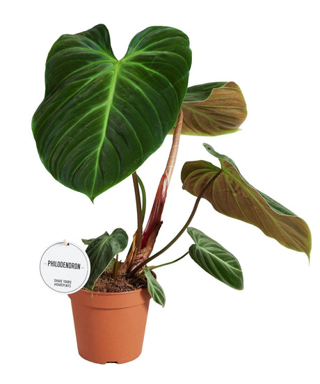 Livraison plante Philodendron El Choco Red