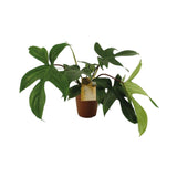 Livraison plante Philodendron Florida Green