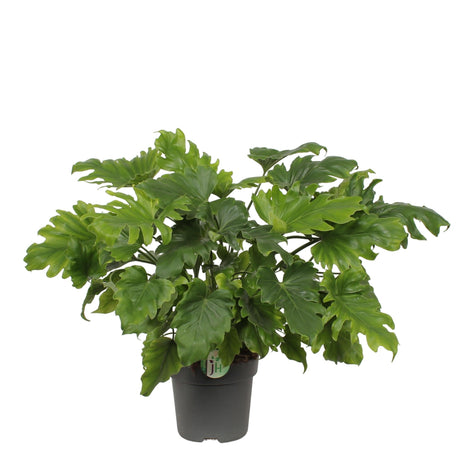 Livraison plante Philodendron 'Little Hope'