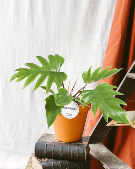 Livraison plante Philodendron Mayoi