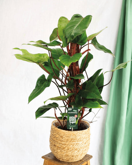 Livraison plante Philodendron Red Emerald