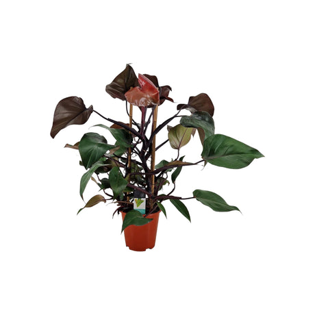 Livraison plante Philodendron Ruby Pyramide