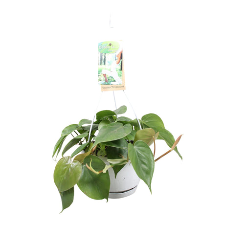 Livraison plante Philodendron Scandens