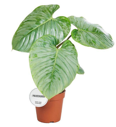 Livraison plante Philodendron Sodiroi