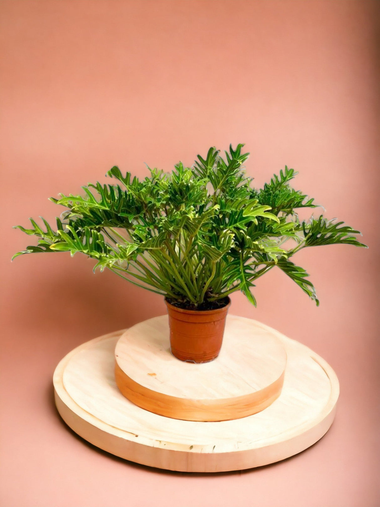 Livraison plante Philodendron Xanadu