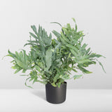 Livraison plante Phlebodium blue star h50.0cm