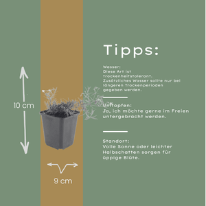 Livraison plante Phlox bleue