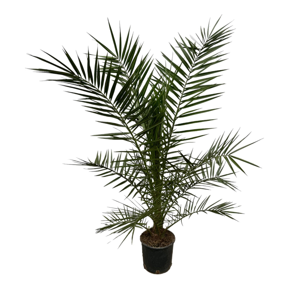 Livraison plante Phoenix Canariensis