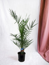 Livraison plante Phoenix Canariensis - 90 cm - Ø15cm