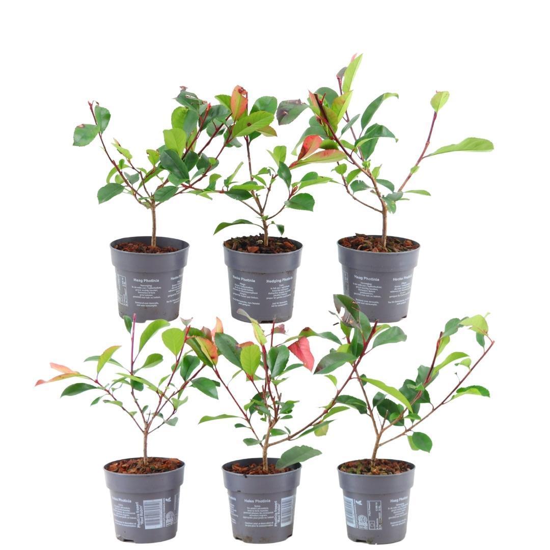 Livraison plante Photinia fraseri 'Red Robin' - Lot de 6