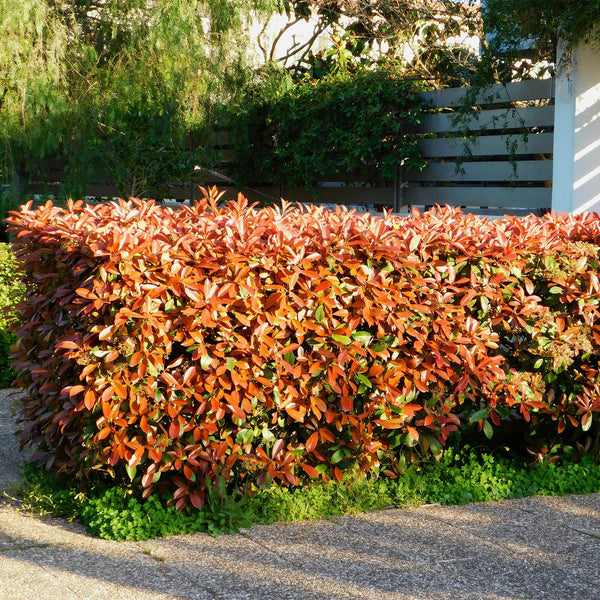 Livraison plante Photinia Red Robin – Lot de 6 – Pot 17 cm – Hauteur 55 cm