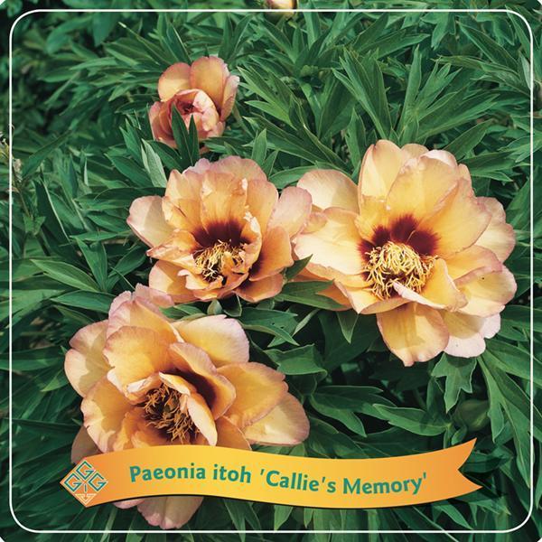 Livraison plante Pivoine 'Callie's Memory' corail