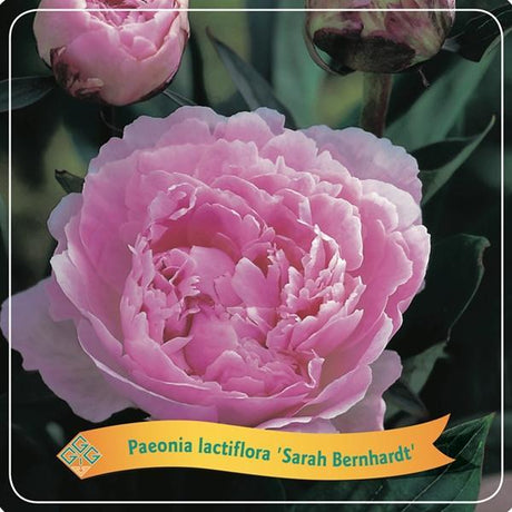 Livraison plante Pivoine Lactiflora 'Sarah Bernhardt' rose