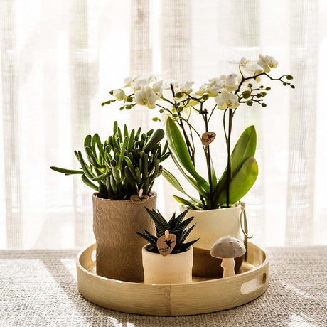 Livraison plante Plantenset Slow Living - Phalaenopsis Lausanne et Succulentes