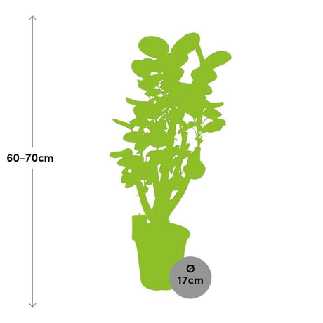 Livraison plante Polyscias Fabian XL