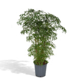 Livraison plante Polyscias Fruticosa h75cm