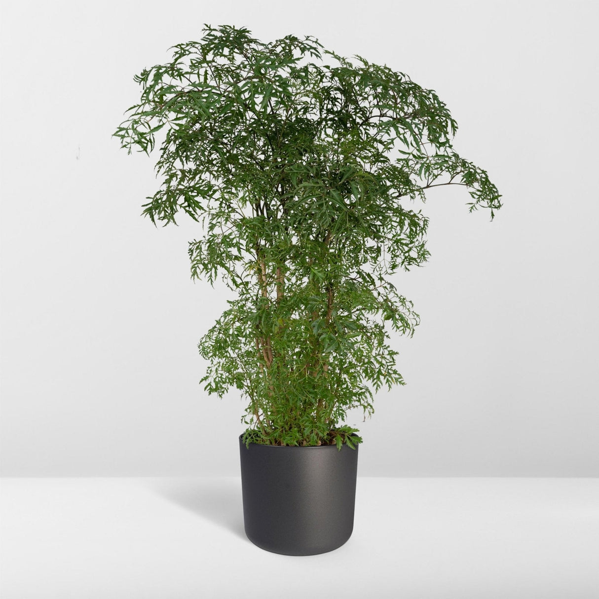 Livraison plante Polyscias Fruticosa h75cm