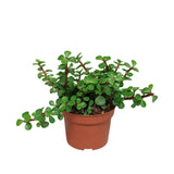 Livraison plante Portulacaria Afra - plante grasse d'intérieur