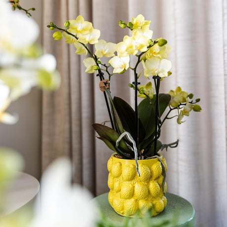 Livraison plante Pot à Agrumes en Céramique Jaune