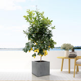 Livraison plante Pot Block Gris 60 cm