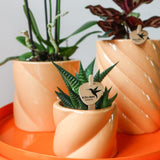 Livraison plante Pot décoratif Candy - Peach