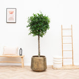 Livraison plante Pot Vintage Indigo Or 58 cm