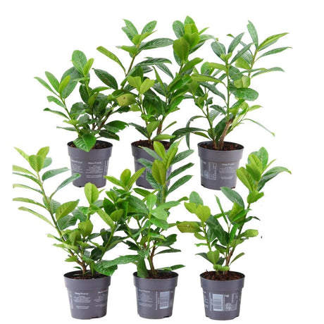 Livraison plante Prunus laurocerasus 'Novita' - Lot de 6