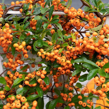 Livraison plante Pyracantha coccinea Orange Star