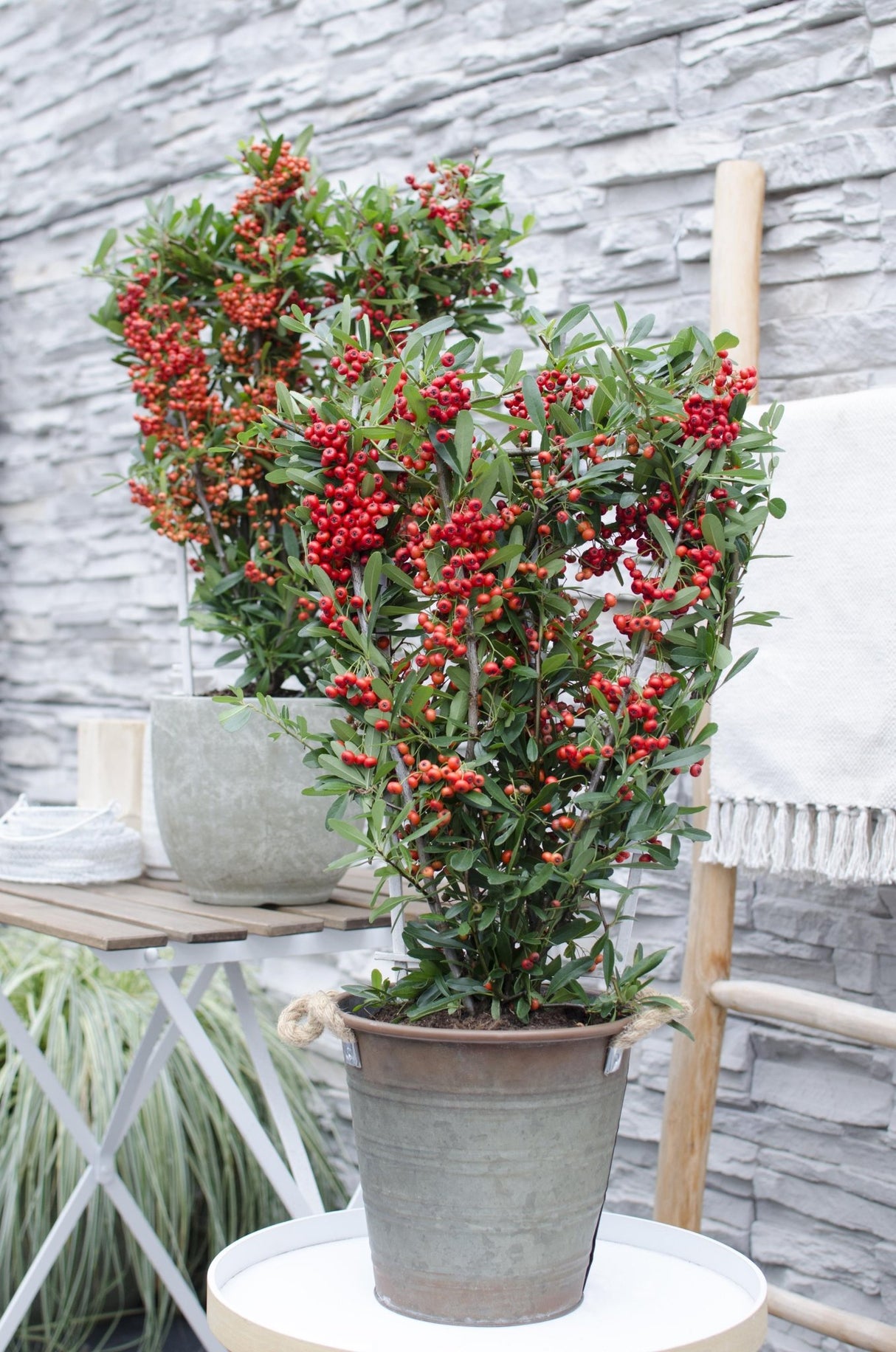 Livraison plante Pyracantha coccinea 'Red Star'