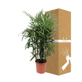 Livraison plante Rhapis Excelsa