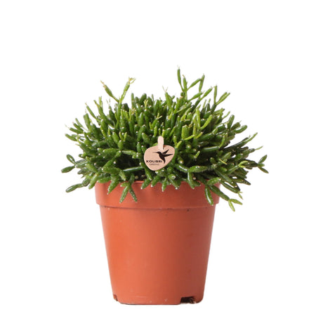 Livraison plante Rhipsalis Baccifera h15cm