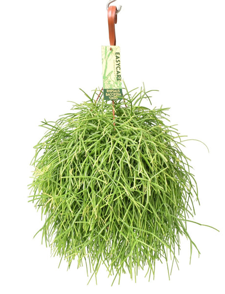 Livraison plante Rhipsalis Baccifera Oasis